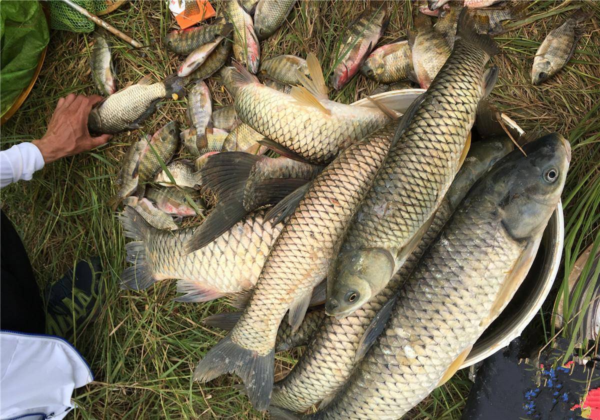 饵料|钓鱼10年才知道,这五种藏在水里的万能饵,专钓大物还不花钱