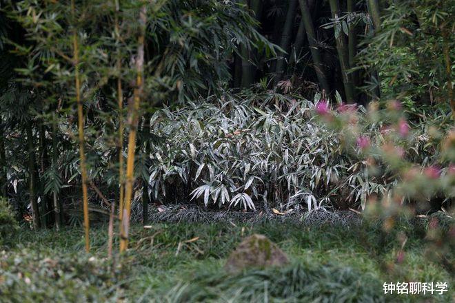 夜鹭局部泛滥,吃光鱼塘里的鱼,粪便致大树死亡,为何还要保护?
