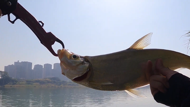 四川省|“吃货”能解决吗?四川“外来鱼”入侵,疯狂繁殖暴增100多吨!