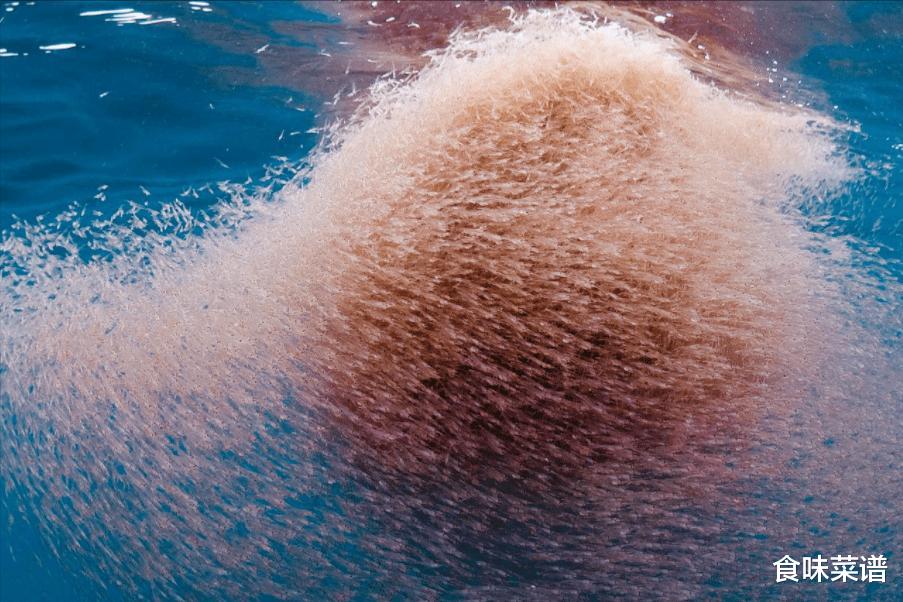 世界上最大的生物群体，堪称“未来粮仓”，总储存量超过了40亿吨