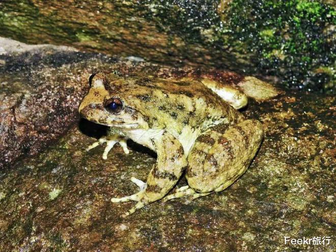 高峰|不是黄山！不是宏村！这个皖南小众秘境太惊喜，仿佛闯入绿野仙踪