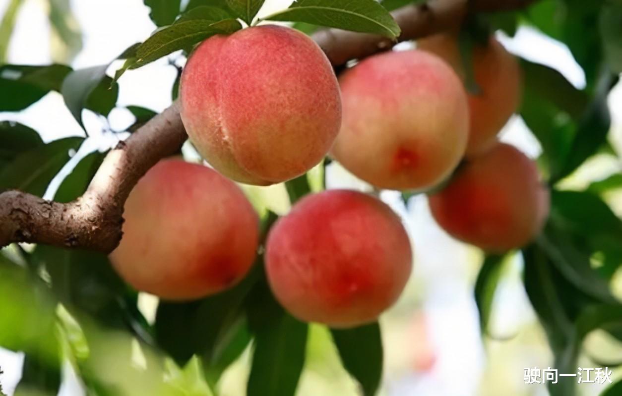 虞美人|最精彩的8首《虞美人》词排名，前两名伯仲之间，难分高下，哪首排在榜首？