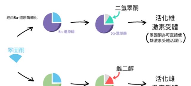 男人为什么“好色”?科学证明,原来男人拥有两颗“大脑”