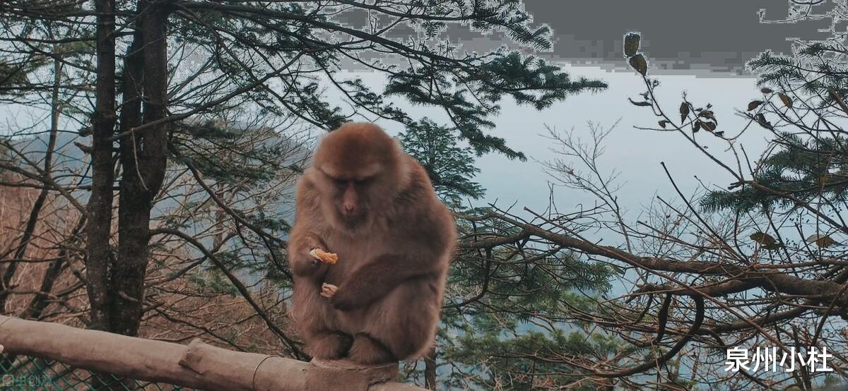 峨眉山|峨眉山，雄秀西南，秀甲天下，金顶佛光照大千