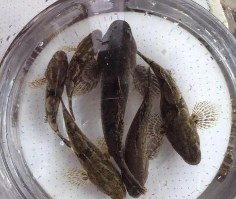 笋壳鱼|让钓鱼人咬牙切齿的“趴地虎”最大能长到多大？真的没有价值吗？