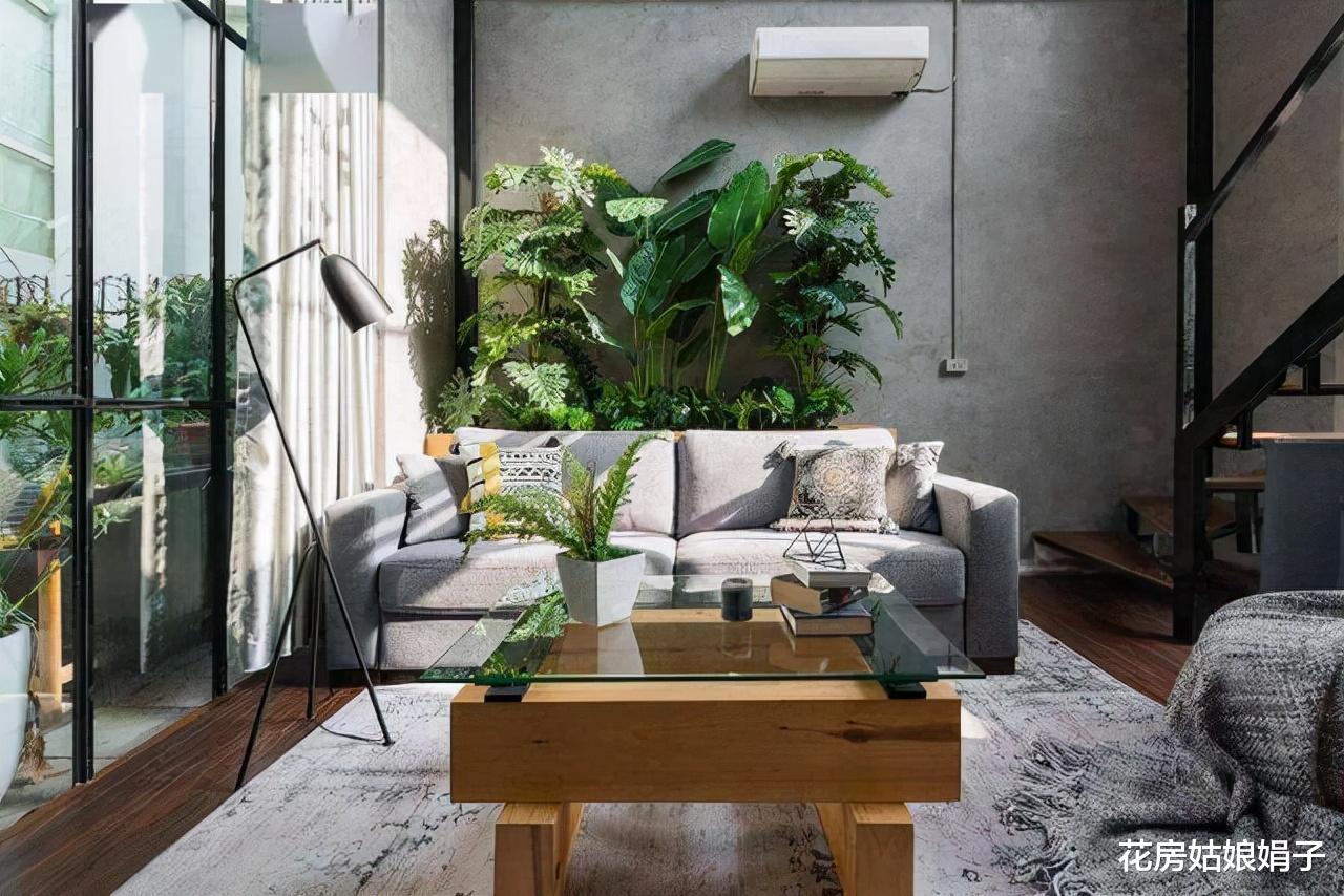 封闭阳台按照这些方法改造，一样能养出好花，这7种花就很不错