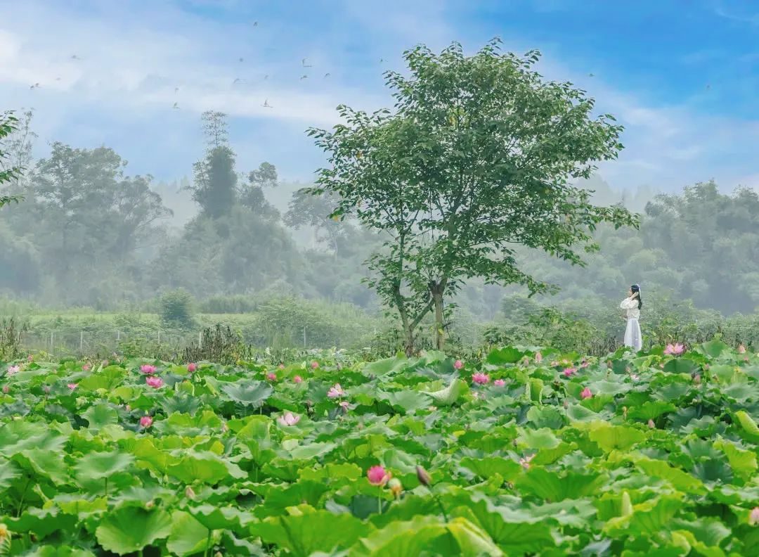 丰台|一梦到陵州，方知江南如许
