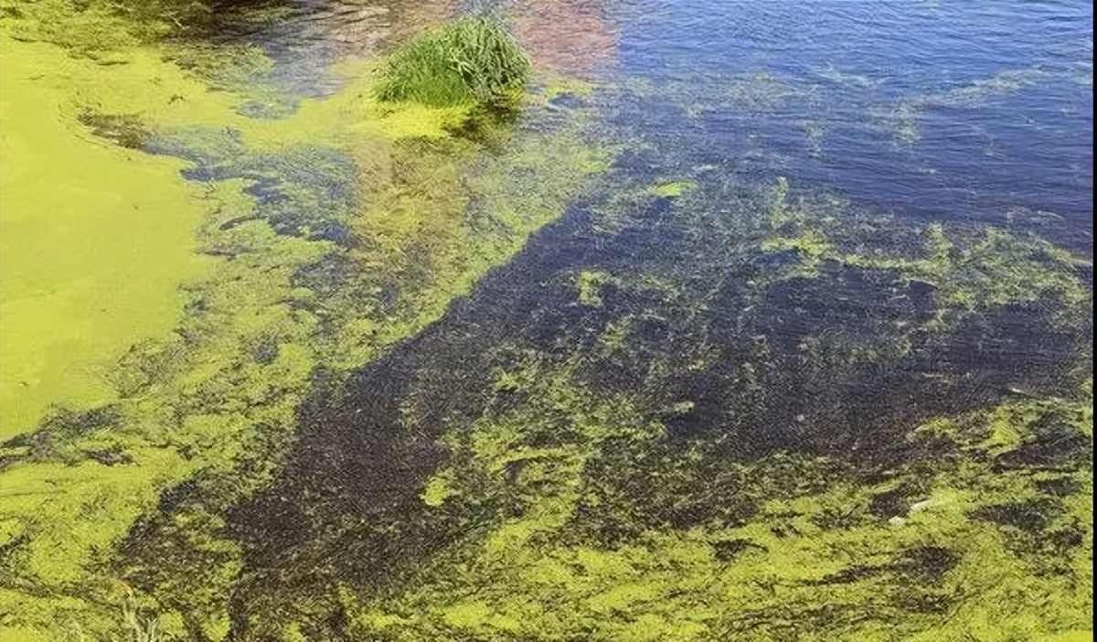 饵料|怎么辨别瘦水和肥水？里面的鱼有啥区别？用饵之道又有哪些？