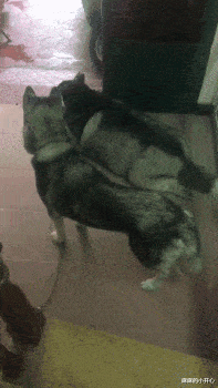 嘀嘀|爷爷钓鱼总被野狗打劫，于是他带了只120斤大狗，结果...