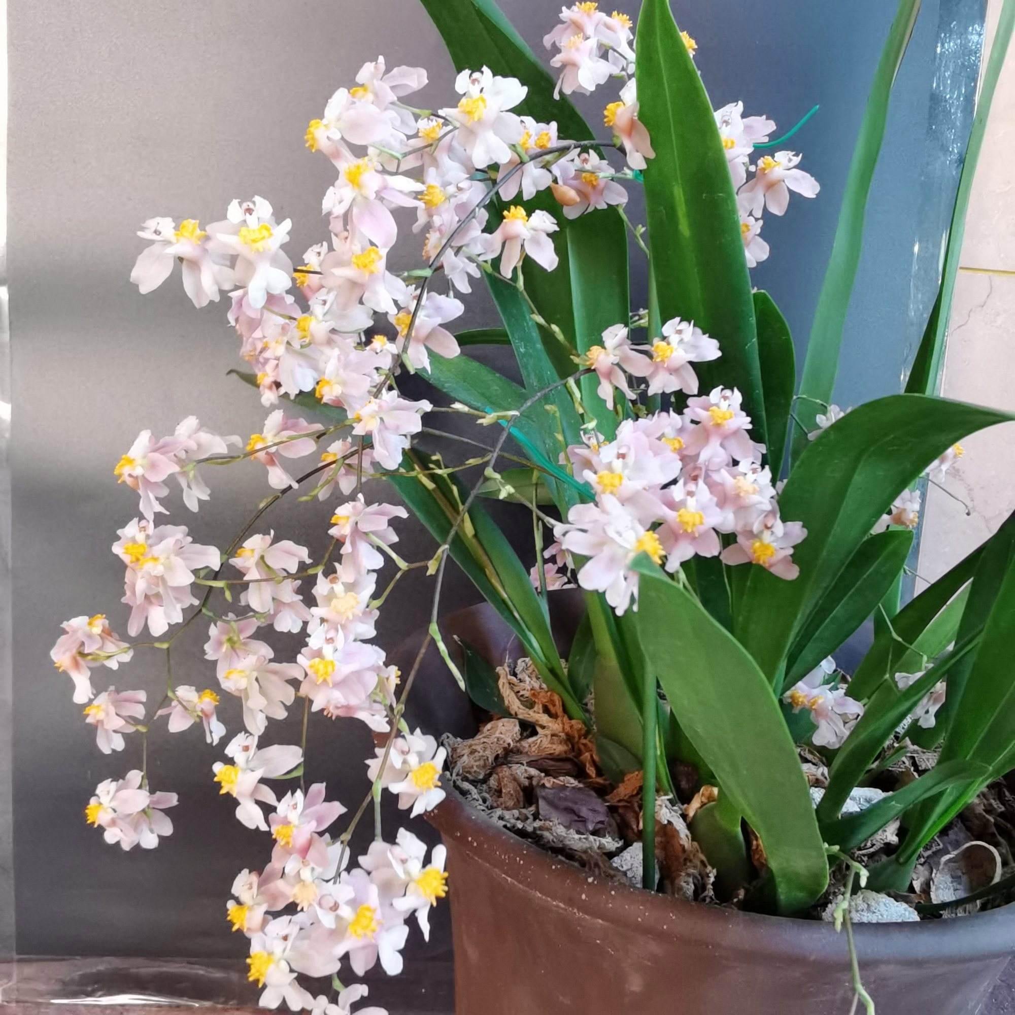 梦香文心兰，混着奶油糖果的空谷幽兰，给你香飘满园