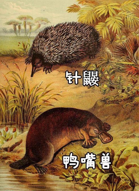 进化史上最极端的动物—神秘的鸭嘴兽