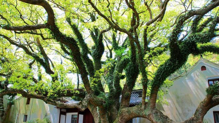 世界上最古老的树，已经有将近5000年的历史，就像是狐狸一样