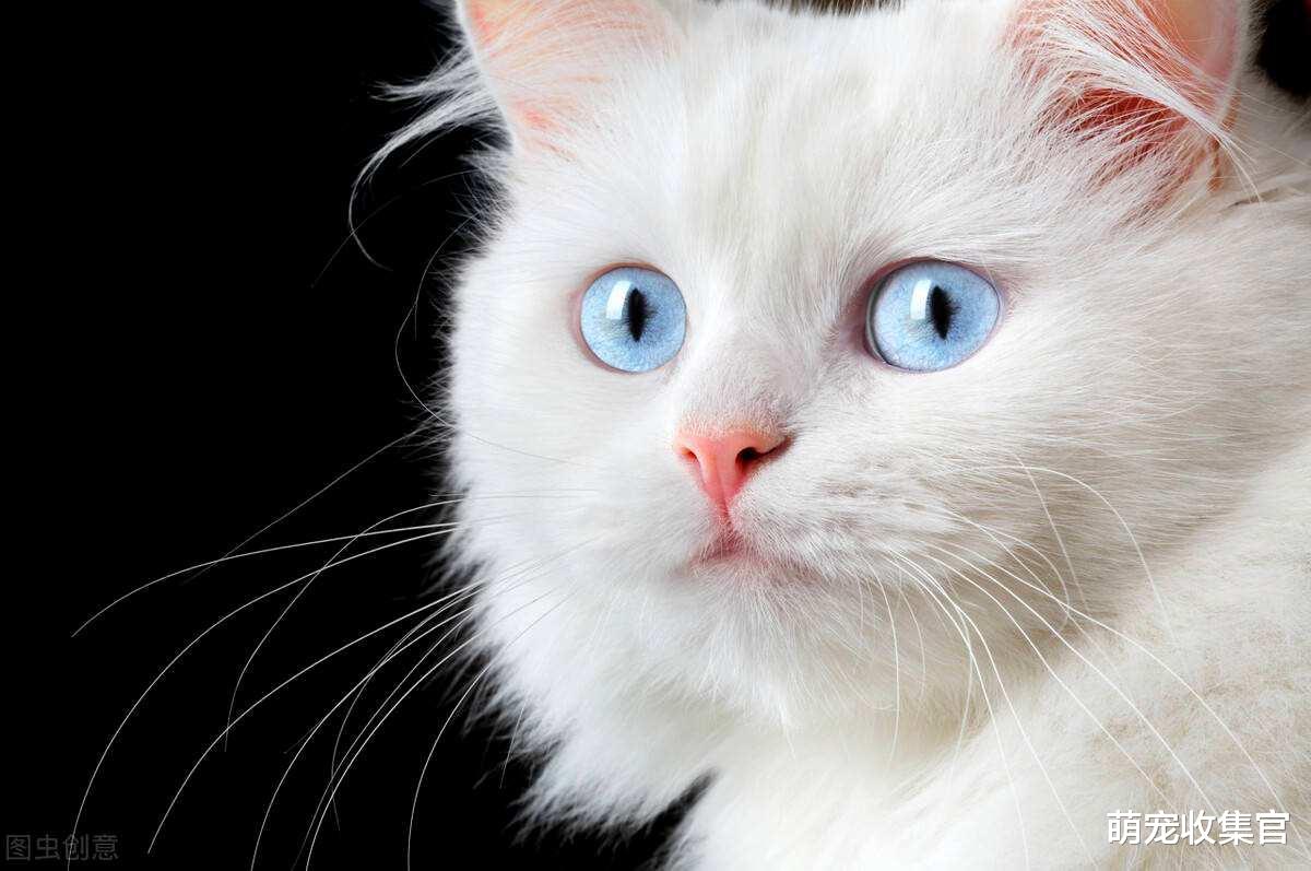猫界的折翼天使蓝眼白猫，据说蓝眼白猫听力都有问题？是真的吗？