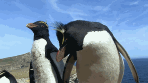 间谍|人类混入企鹅群后,被原配暴打,被渣男抛弃,网友:这个导演不是人