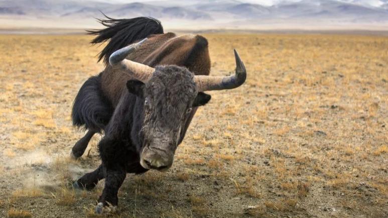新疆阿尔金山50头马尾牛觅食，老牛前遭雪豹攻击，后遭11只狼追杀