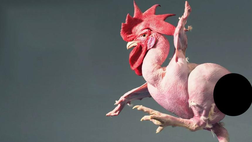 在这个世界上，真实存在着的5种奇怪的杂交动物