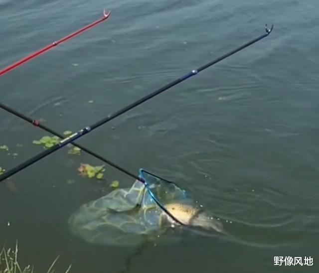 饵料|鲫霸!江苏钓鱼人水库起“鲫鱼王”,已经突破生长极限了?