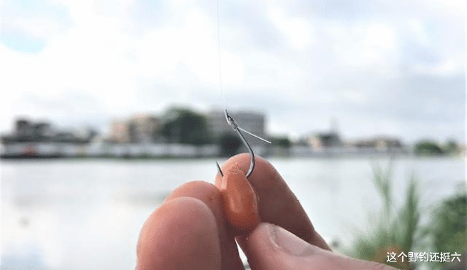 |一把玉米就能让你轻松钓到鲤鱼!两个实例告诉你越简单越高效!
