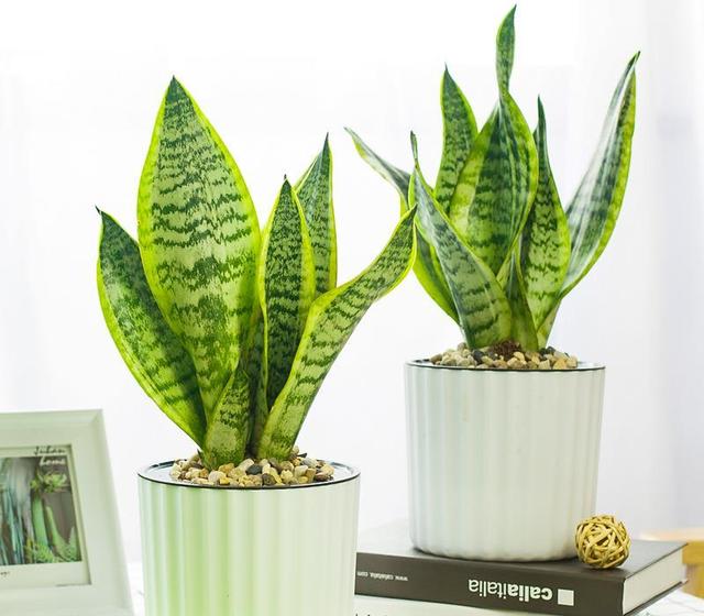 卧室再小，也要养盆“它”，吸收废气，释放氧气，还能帮助睡眠