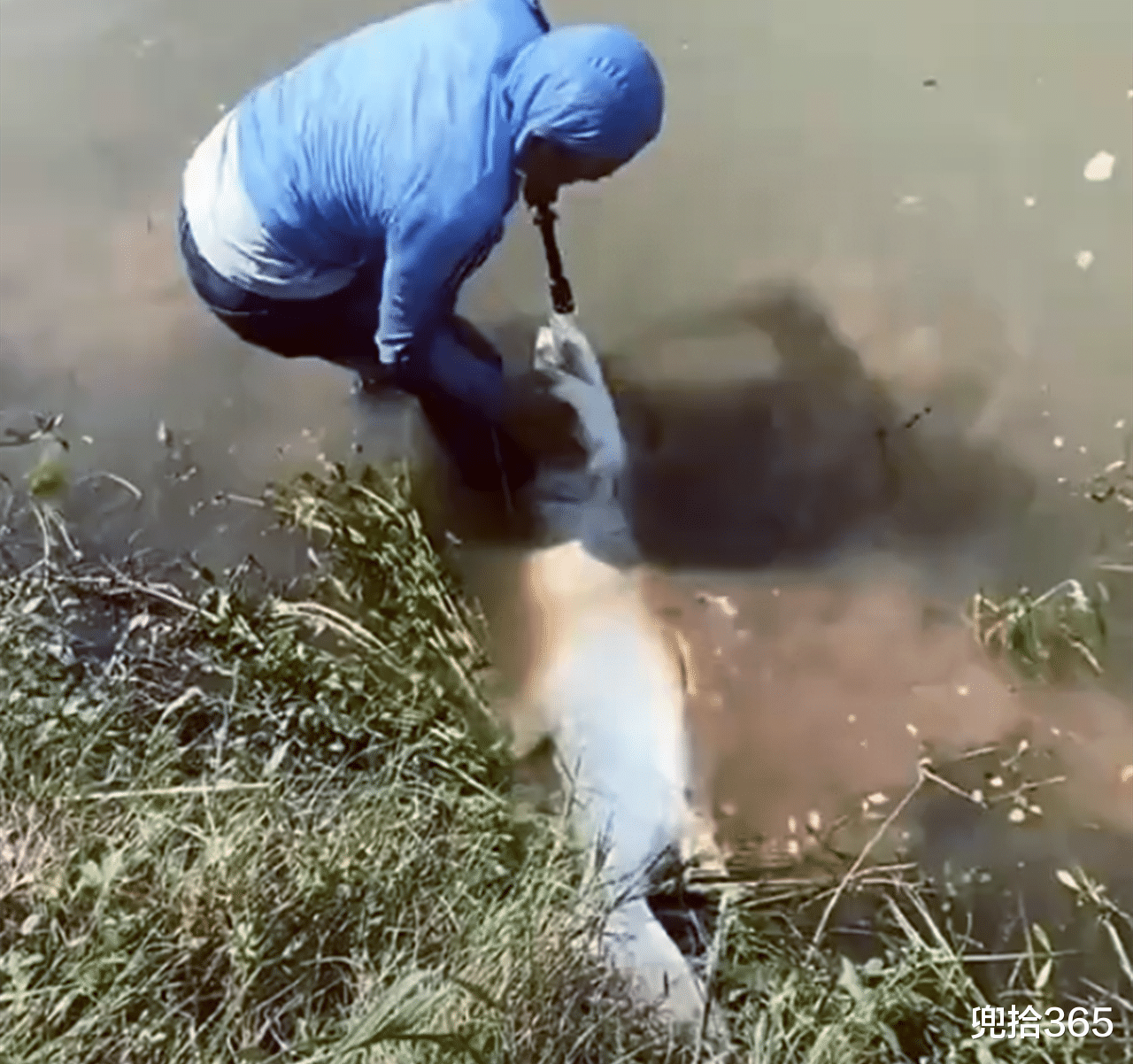 株洲|湖南一河道“巨物”频出,多位钓友晒出“战果”,场面非常壮观