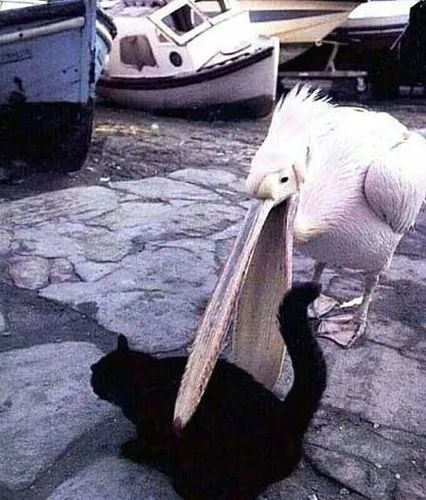 鹈鹕队|逆转！反逆转！湖人球迷哭了！这个03黄金一代，终将载入史册