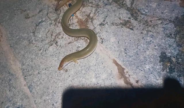 |广西男子半夜从西江钓起奇鱼,不敢捉就放生了,网友:错失500