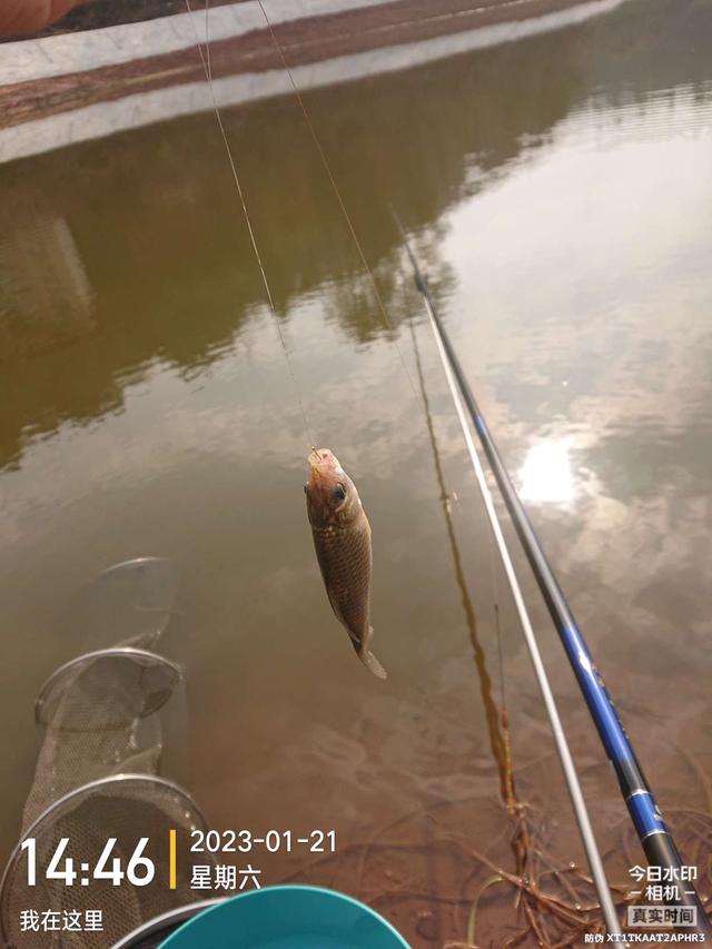 饵料|开竿鲤收竿鲫，红鲤中寻大鲫