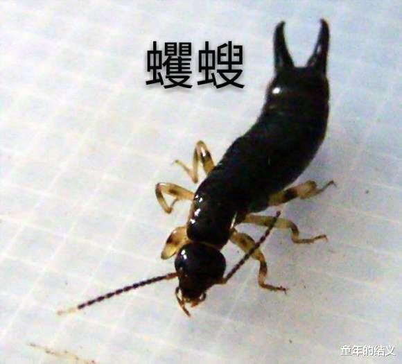 科普一下你们身边常见却不认识的昆虫 有人看吗