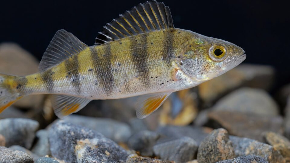 易位鱼可能比入侵物种更成问题