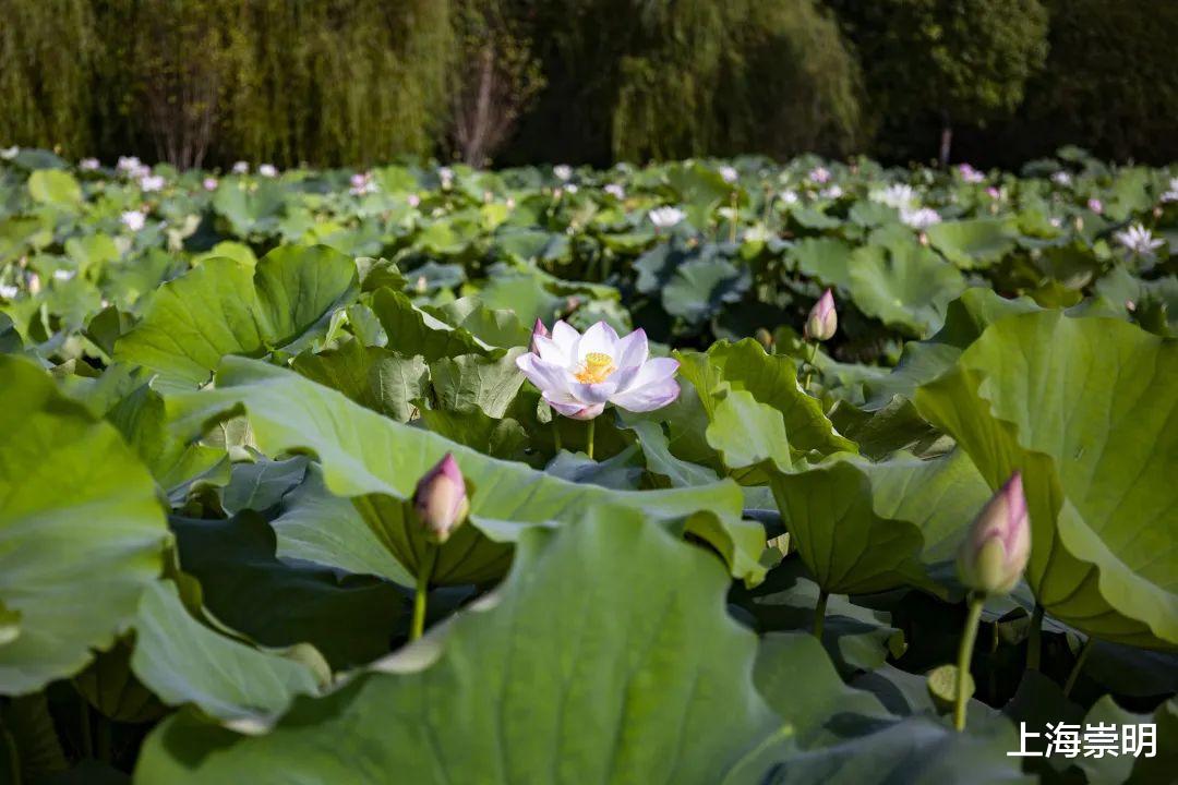 文化节|《沉香如屑》中的四叶菡萏，崇明有很多！