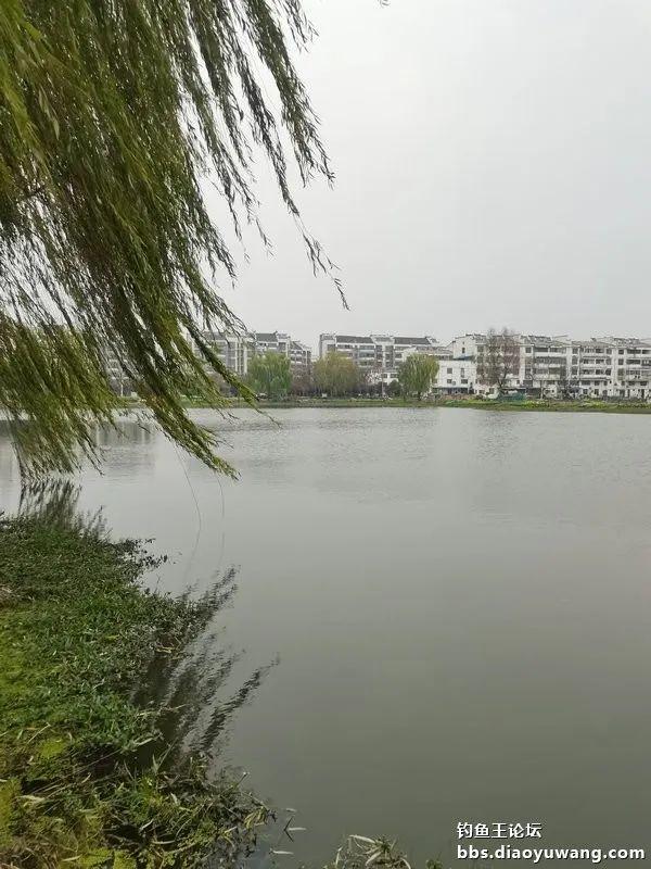 钓鱼|大风也出击，野塘拉小鲫