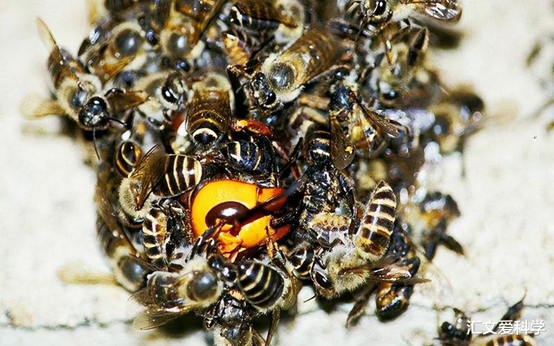 大黄蜂战斗实力爆表,亚洲蜜蜂却不怕它,它有何绝招能抗击天敌?