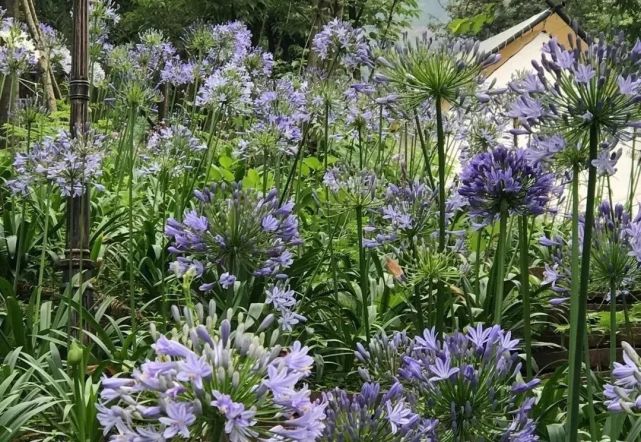 汶川|约！汶川『6月花花世界』已上新！