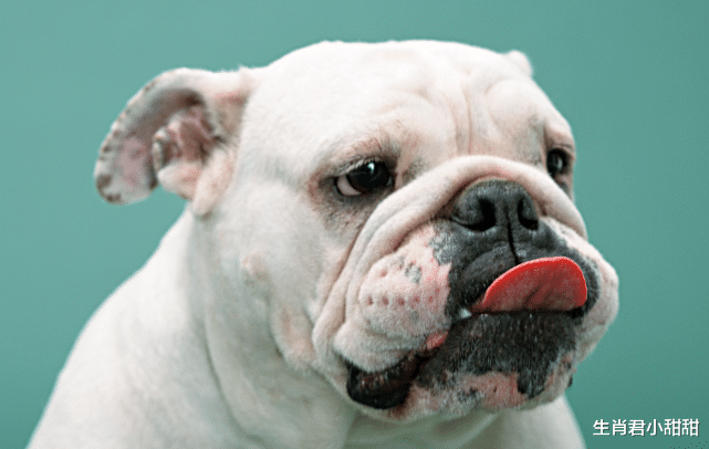 属狗|2月份苦难结束，属狗人迎来事业的春天，凭借努力在职场站稳脚跟