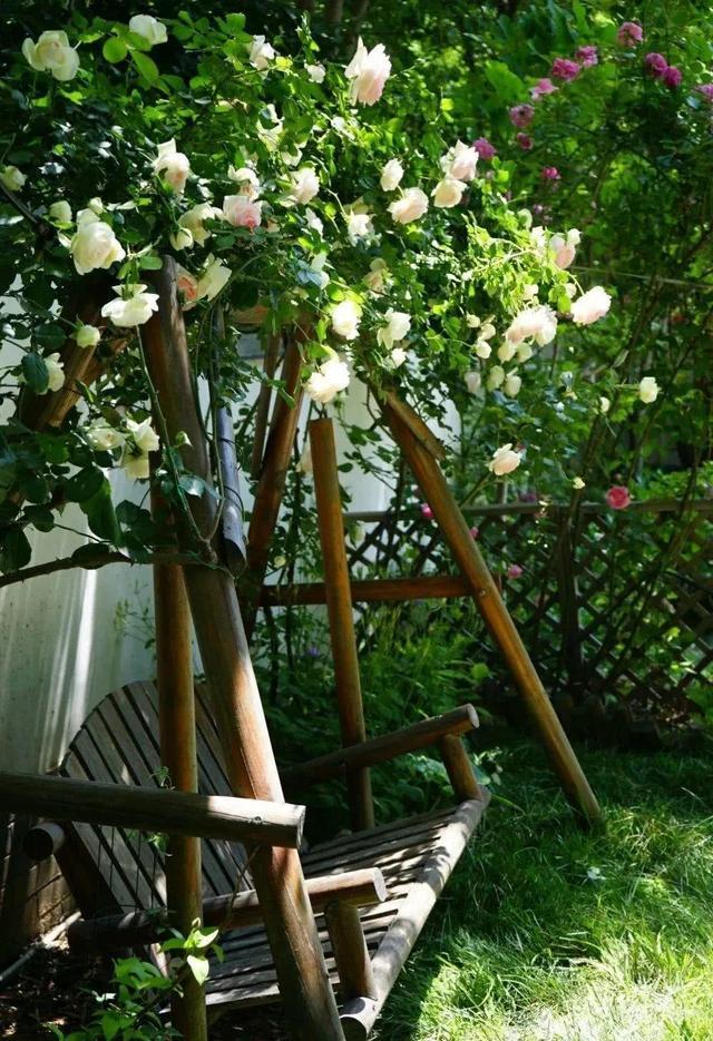 石榴树|适合养在院子里的“九种树”，实用口碑好，能让庭院更高档