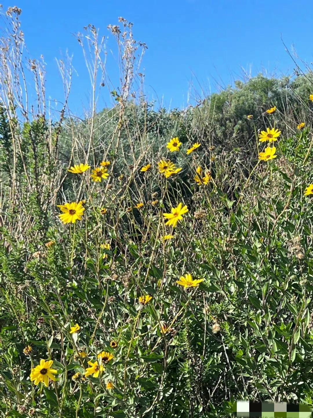 欧阳娜娜|欧阳娜娜晒郊游照,穿深V吊带衫纯欲风拉满,微胖身材很迷人