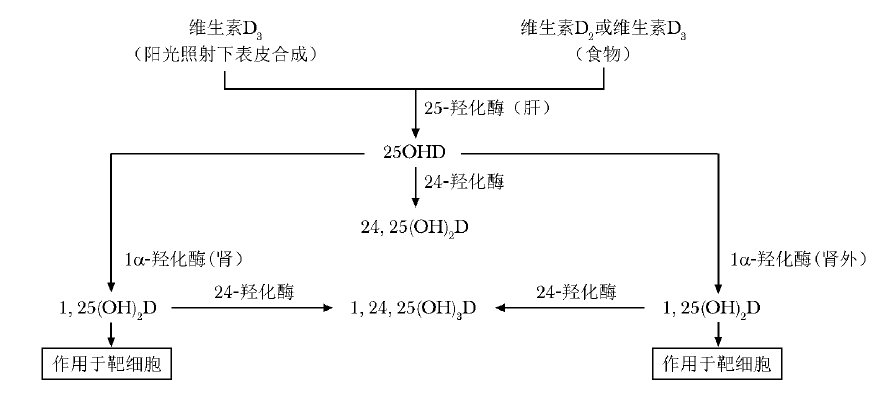 养生|特殊的维生素:“阳光维生素”