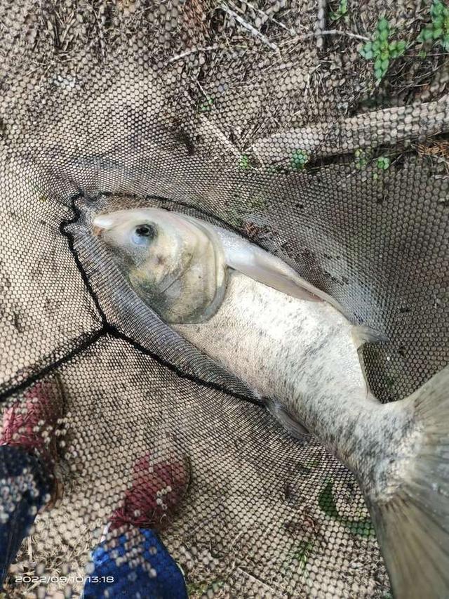 白鲢|【作钓报告】往事不堪回首,鱼获知道多少