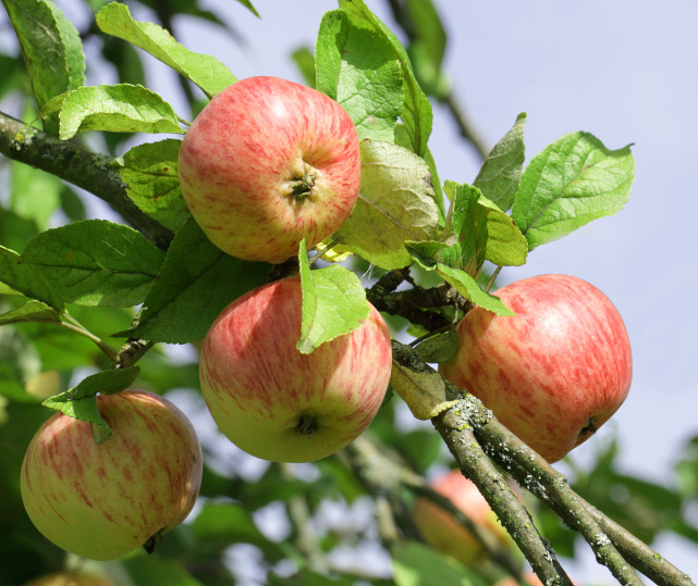 牛皮癣|吃这些食物对牛皮癣康复有好处