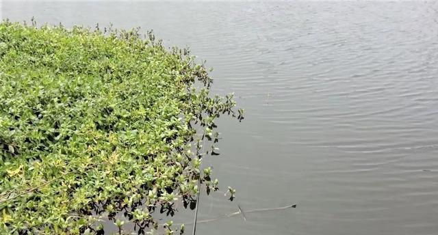 |为何涨水好钓鱼、退水难钓鱼？野河走水如何垂钓？在哪些位置好钓