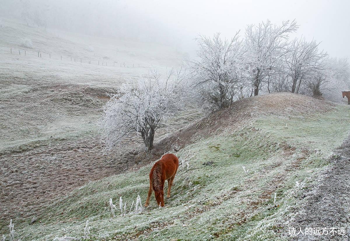 仙女山|难得一见! 重庆仙女山迎2022冬首场雾凇奇观，美腻了