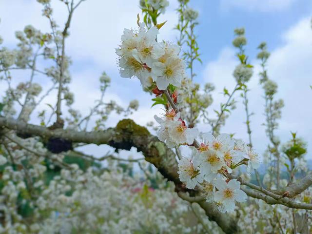 婺源|白云区石龙村：三月春风暖这里樱花“俏”