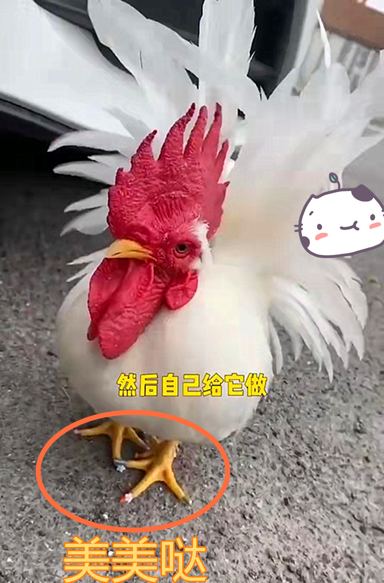 美甲 女子给宠物鸡做美甲，见到成品网友感叹：比我还精致