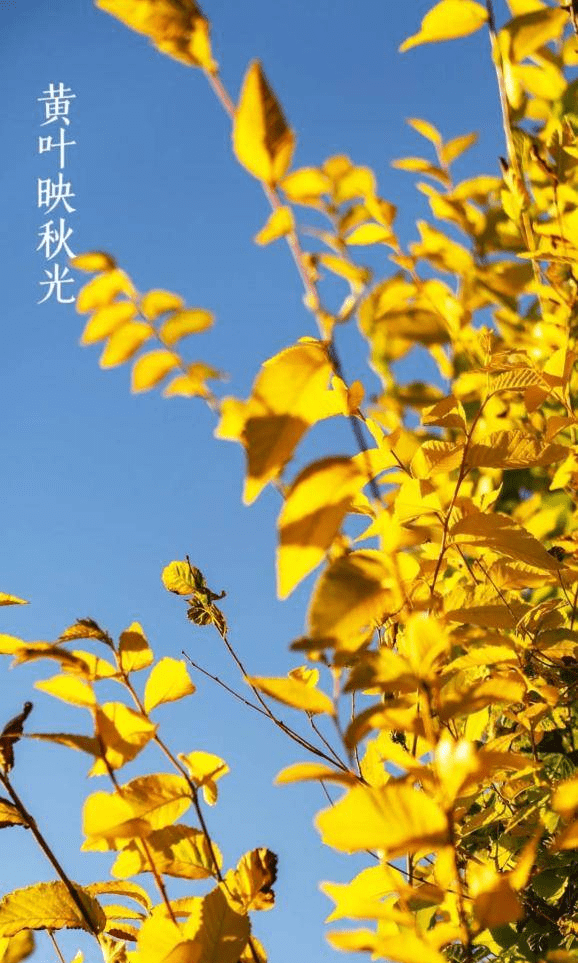 杭州|“康巴什之秋” 颇有姿色,最令人向往的城市,带你一起去看秋色