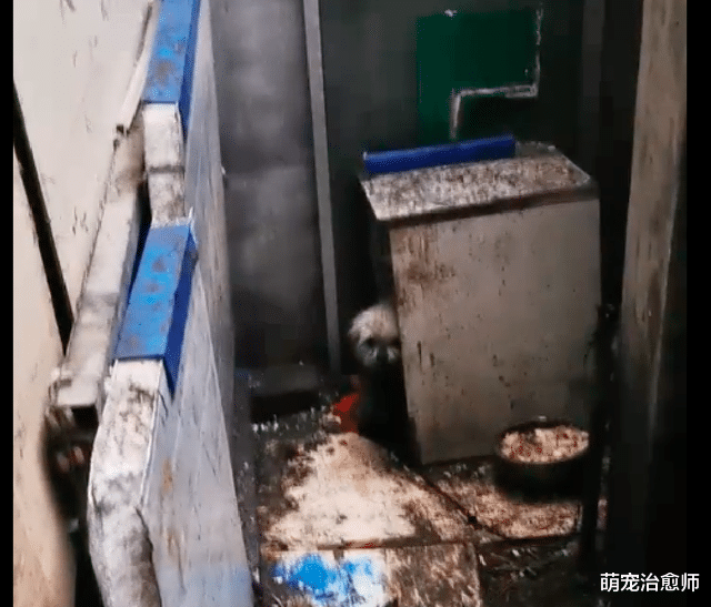 满身伤痕脏兮兮看门犬，男子3次上门沟通收养，终让它蜕变成天使