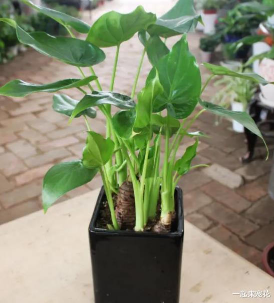 卧室养花有讲究,4种被拉入“黑名单”的花,再喜欢也别养在家里