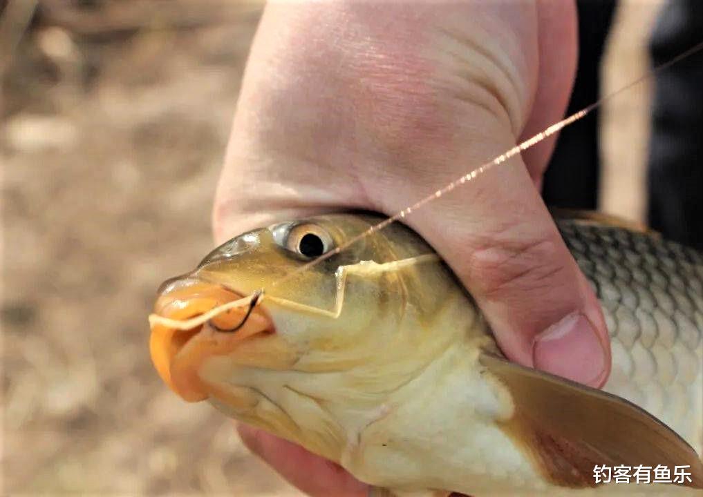 饵料|早春、“倒春寒”不好钓鱼，想要一个好渔获，可以从这几方面入手