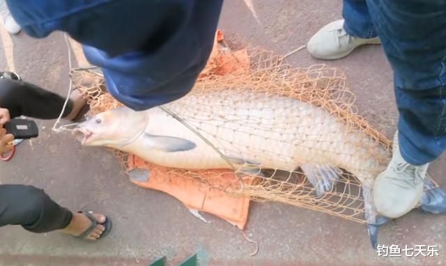 疯狂|柳州出现“代钓”一族？吃住全在江边，垂钓者：有人雇我们来钓鱼