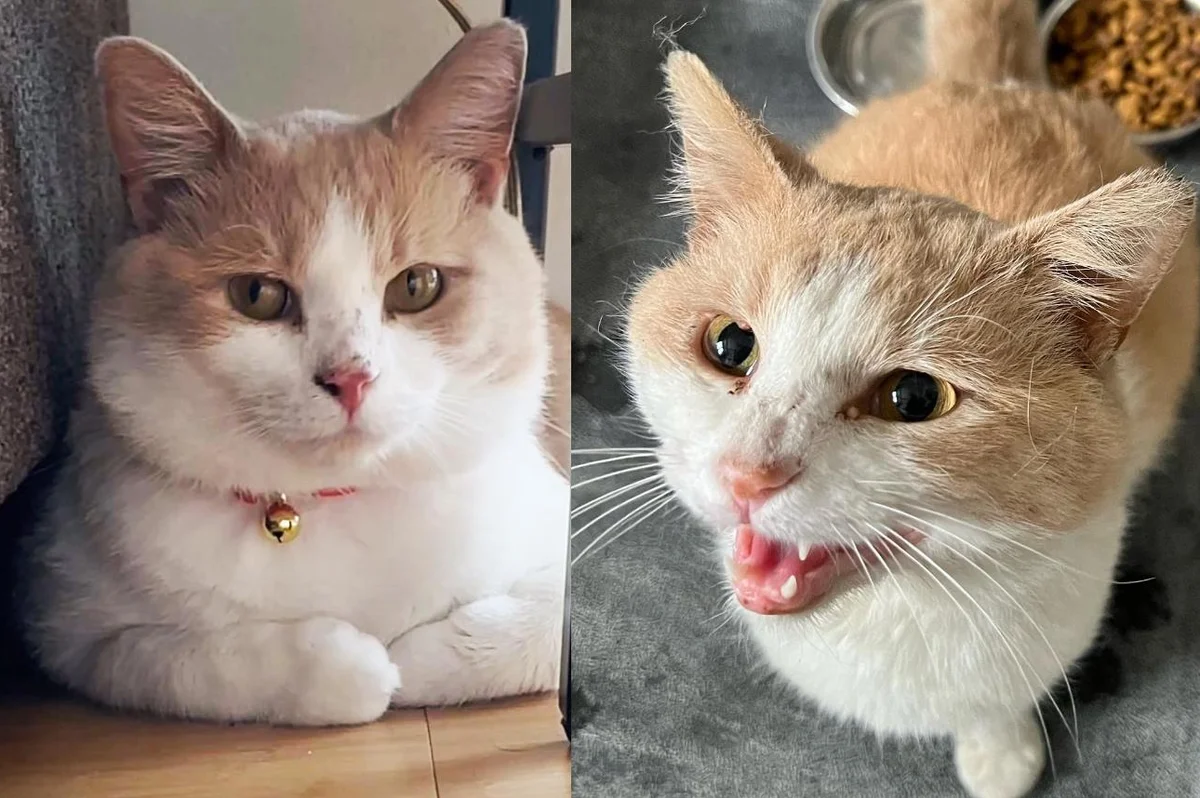 聪明的猫自己找到了动物救援机构，祈求被收养