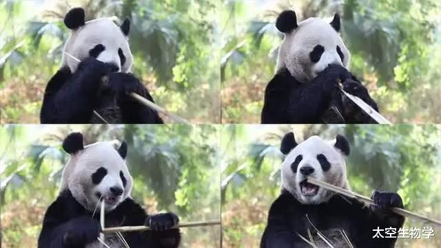大熊猫的保护遗传学和演化生物学研究